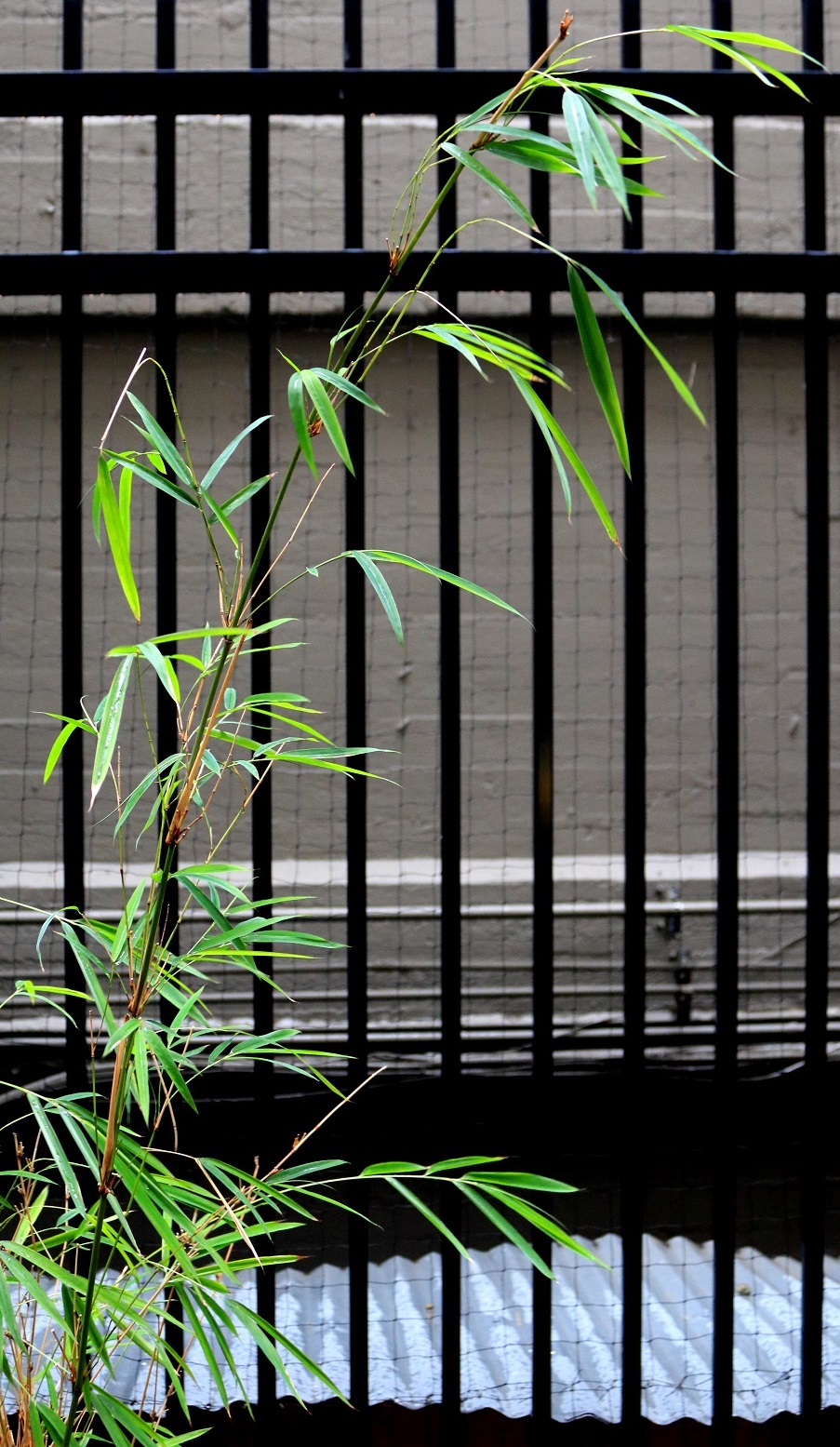 Caged Bamboo
